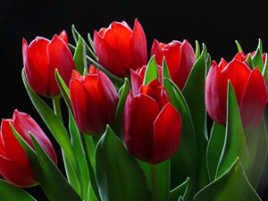 Символом любви и счастья является букет тюльпанов